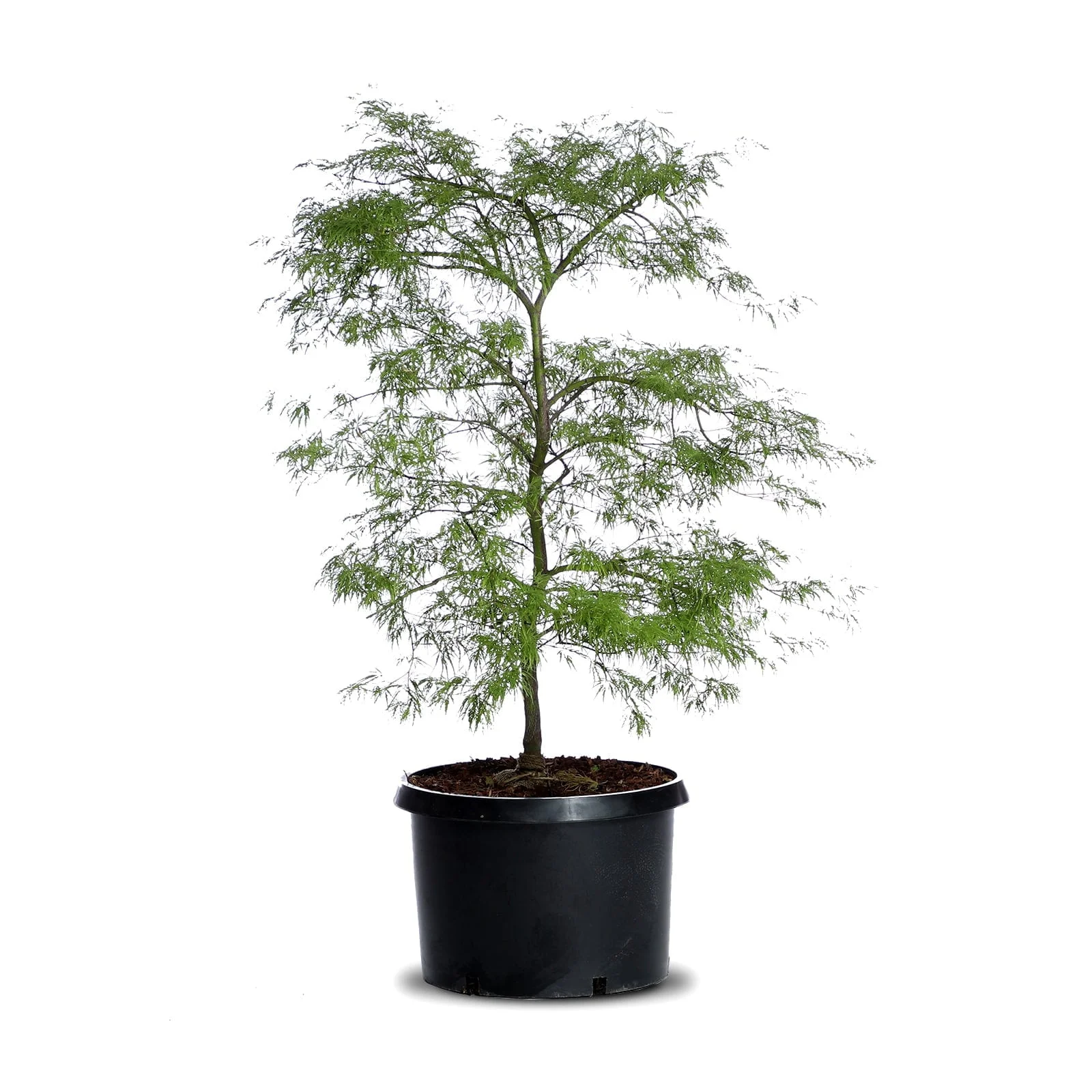 Viridis Laceleaf Japanese Maple | Landscape Plant Source